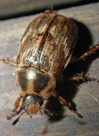 Oriental Beetle